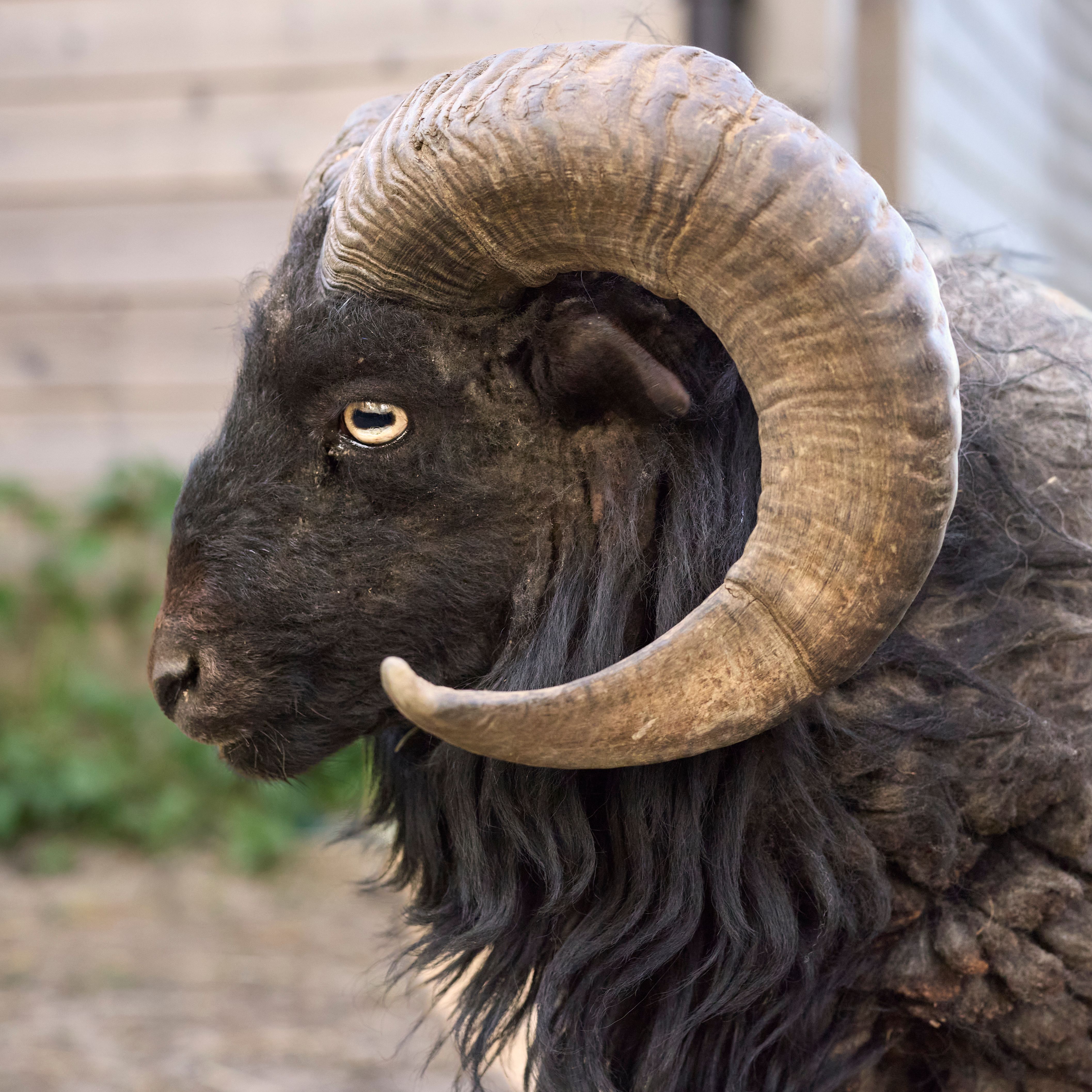 Close-up portrait of a majestic black ram with impressive curled horns and woolly coat.