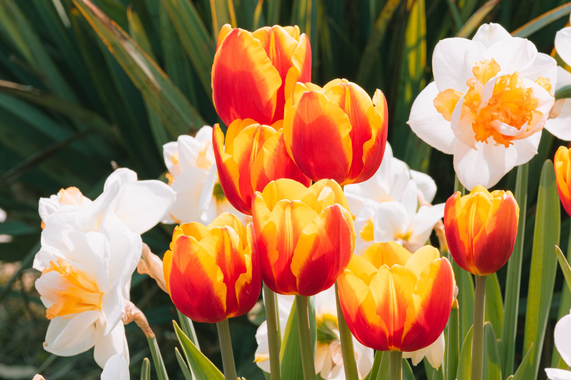 Are Tulips, Lilies, and Daffodils Poisonous to Dogs?