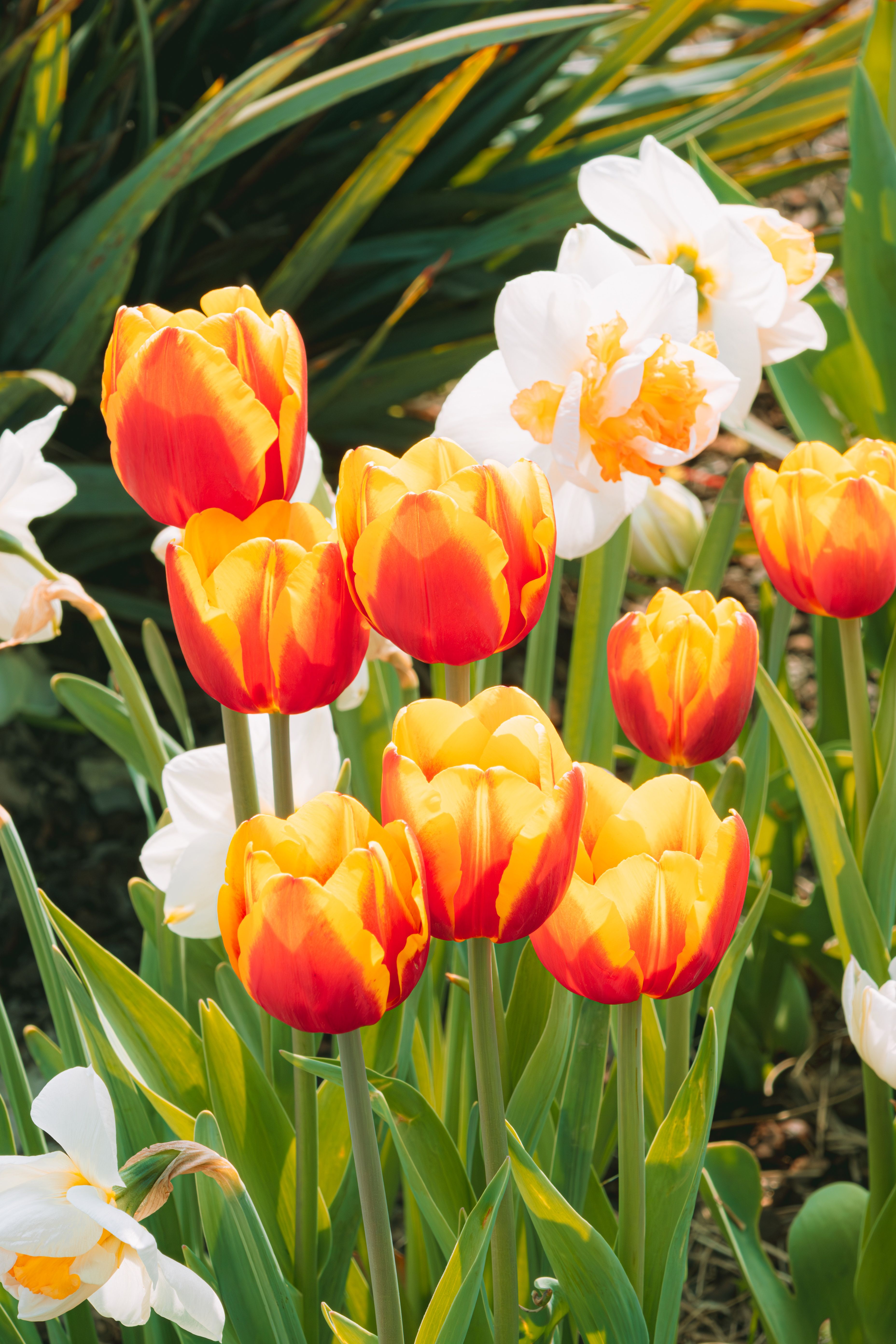 Voorjaarsbloemen uit bloembollen