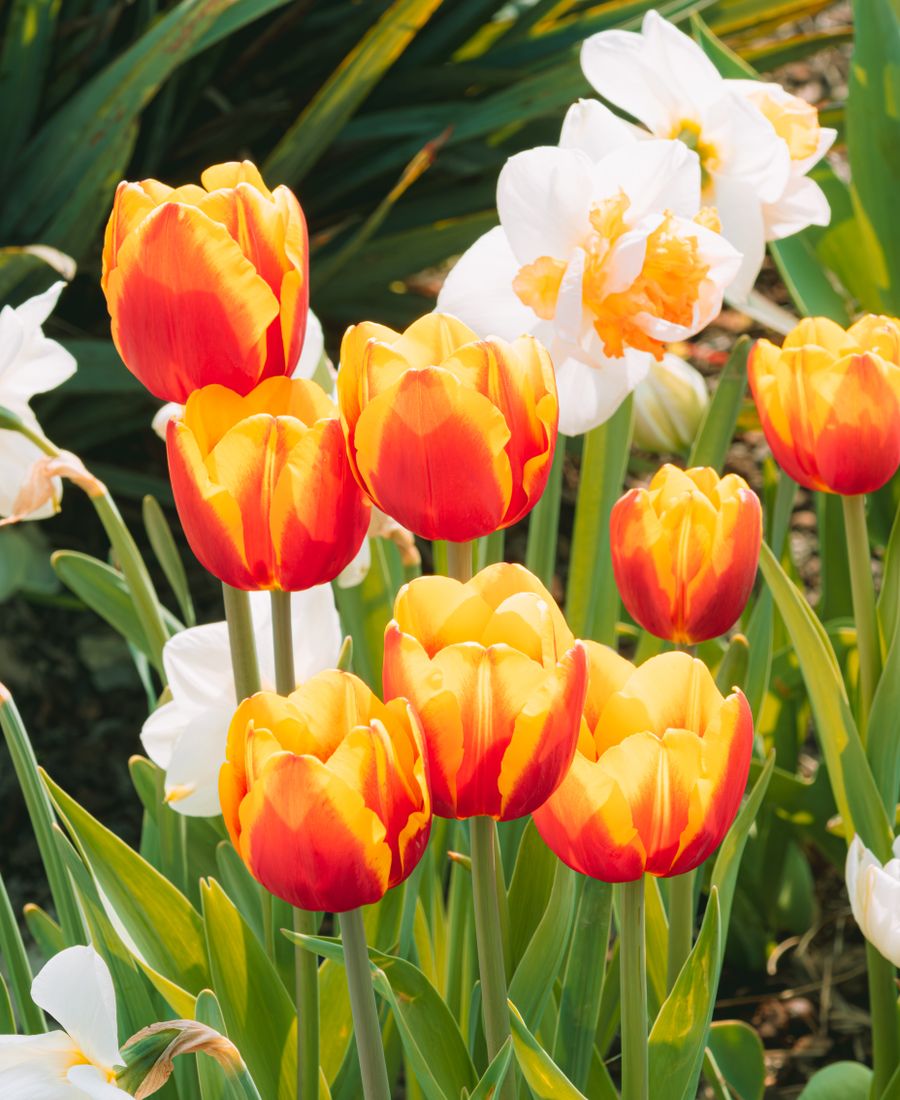 Voorjaarsbloemen uit bloembollen