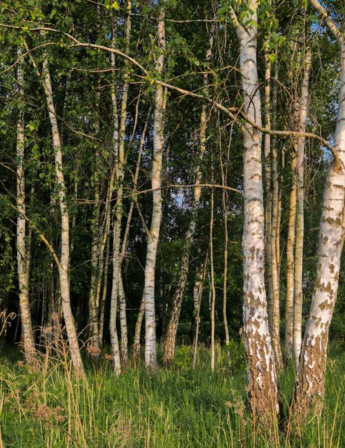 Free Peaceful birch trees bathed in sunlight in Zator, Poland's lush forest. Stock Photo