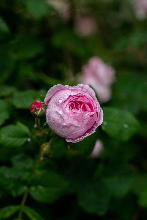 Free Close-up of a dewy pink rose with green leaves. Ideal for nature and floral themes. Stock Photo