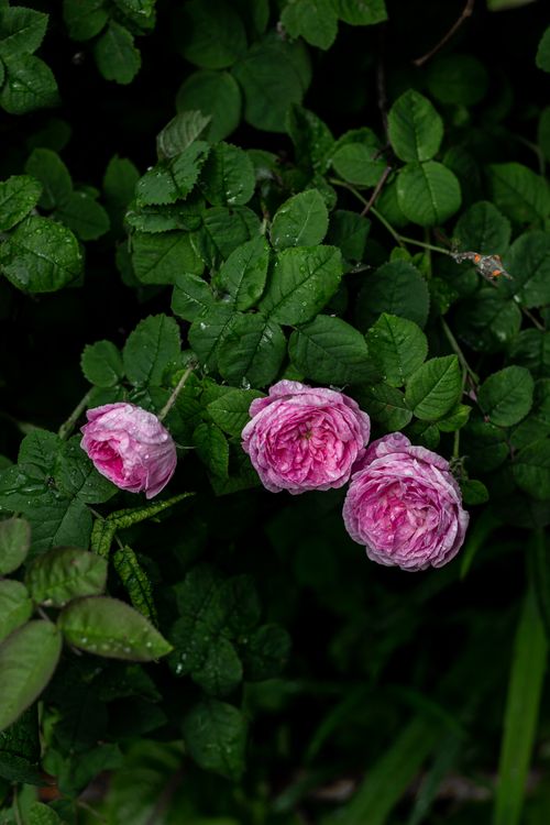 Free Vibrant pink roses with dew among lush green leaves, showcasing natural beauty. Stock Photo