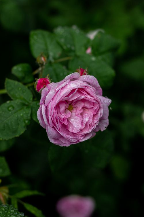 Free A vibrant pink rose with dew drops, showcasing natural beauty and freshness in a green garden setting. Stock Photo