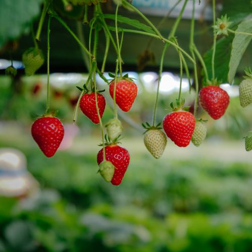 Free Close-up of ripe red strawberries hanging on vines in a greenhouse setting. Stock Photo