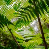 Tree ferns in a rainforest canopy, photo by Jay Moon on Pexels