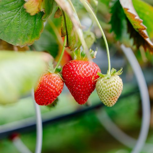 Free Close-up of ripe and unripe strawberries hanging on the vine, showcasing growth stages. Stock Photo