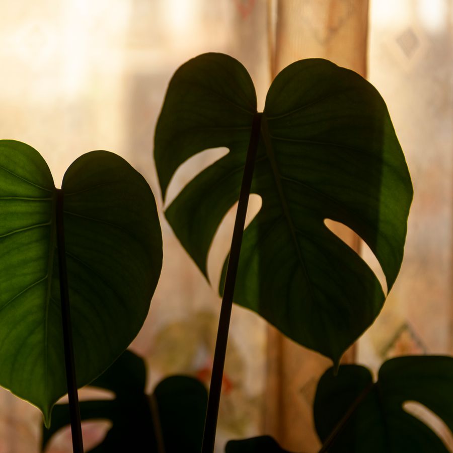 Hojas de monstera iluminadas por luz cálida de ventana