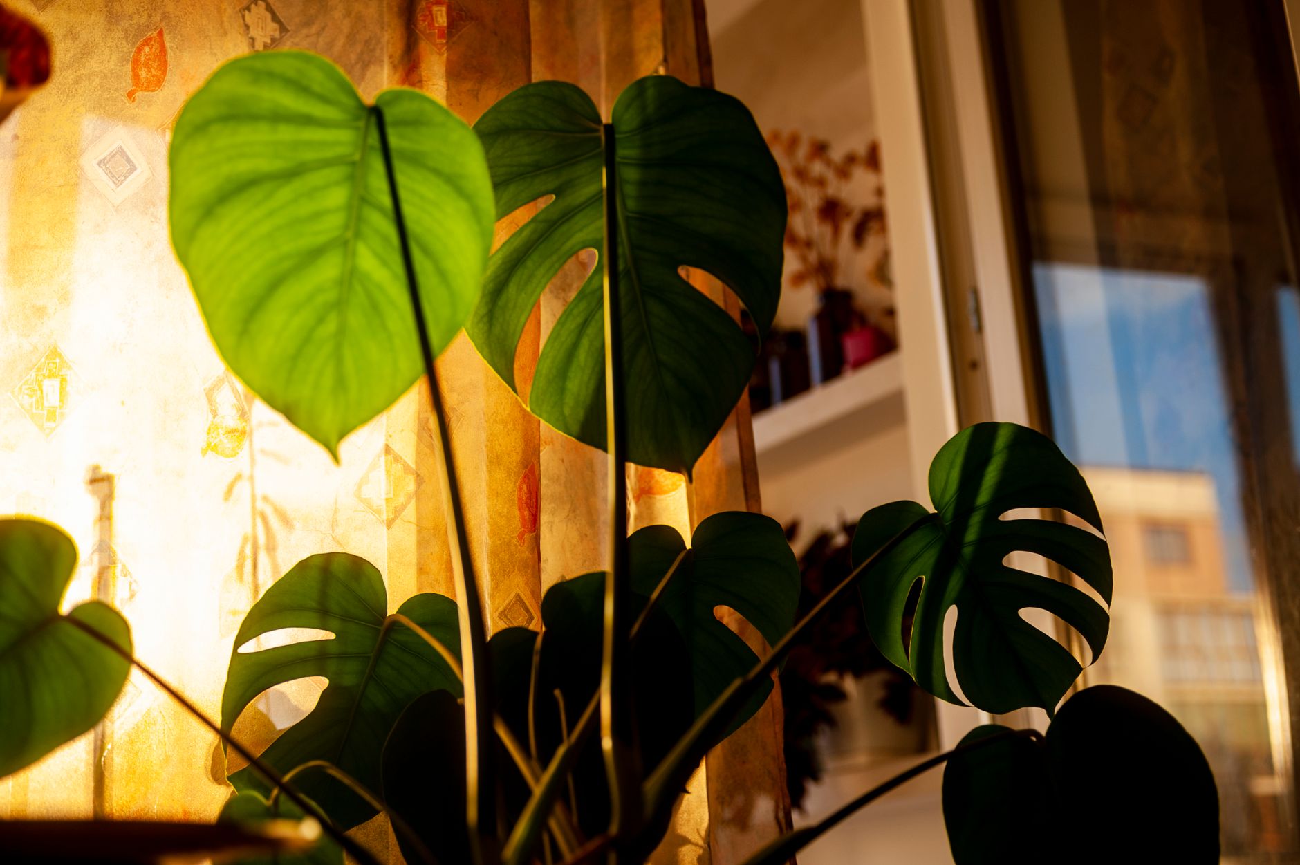 Monstera plant leaves illuminated by sunlight through a window indoors.