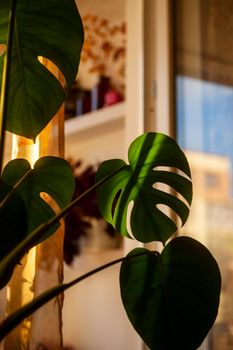 Indoor Monstera plant leaves beautifully lit by warm sunlight through a window. - Fotografer Sidoarjo
