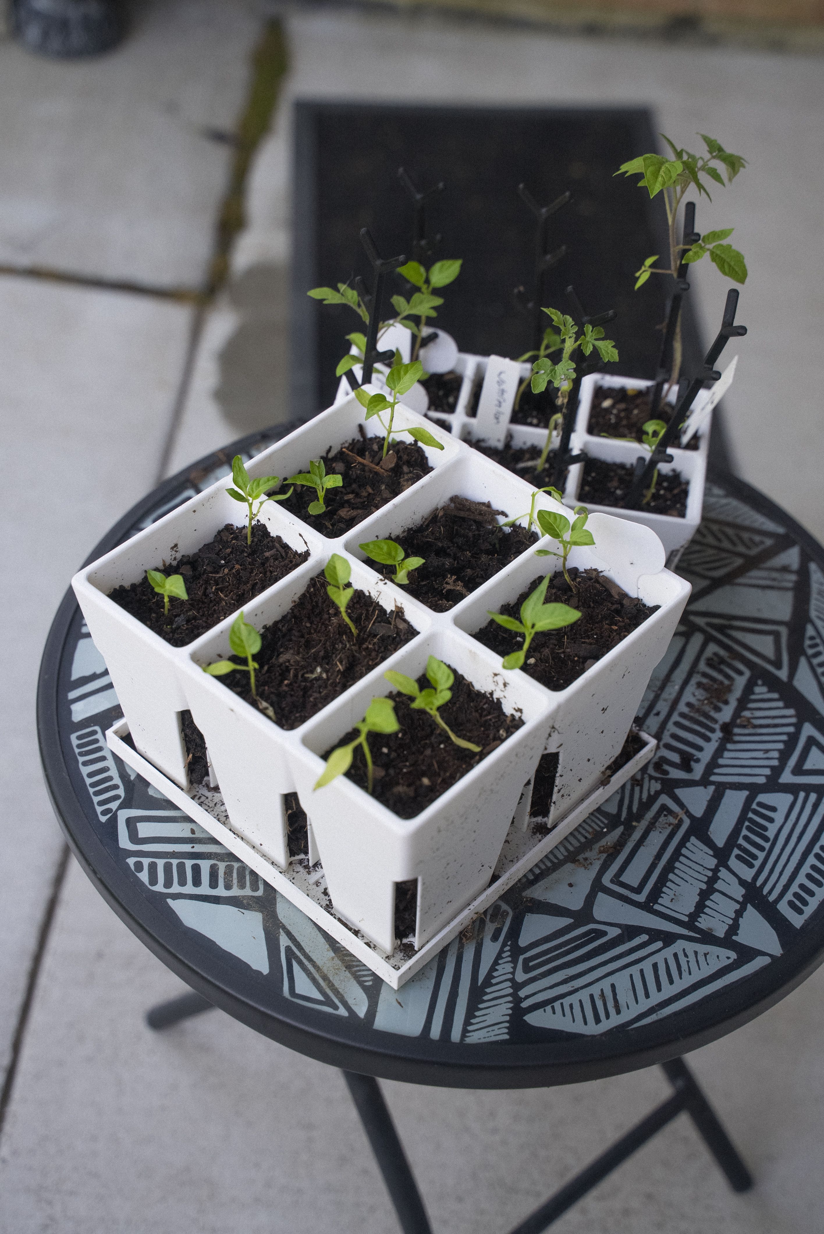 Sow Seeds in Recycled Containers