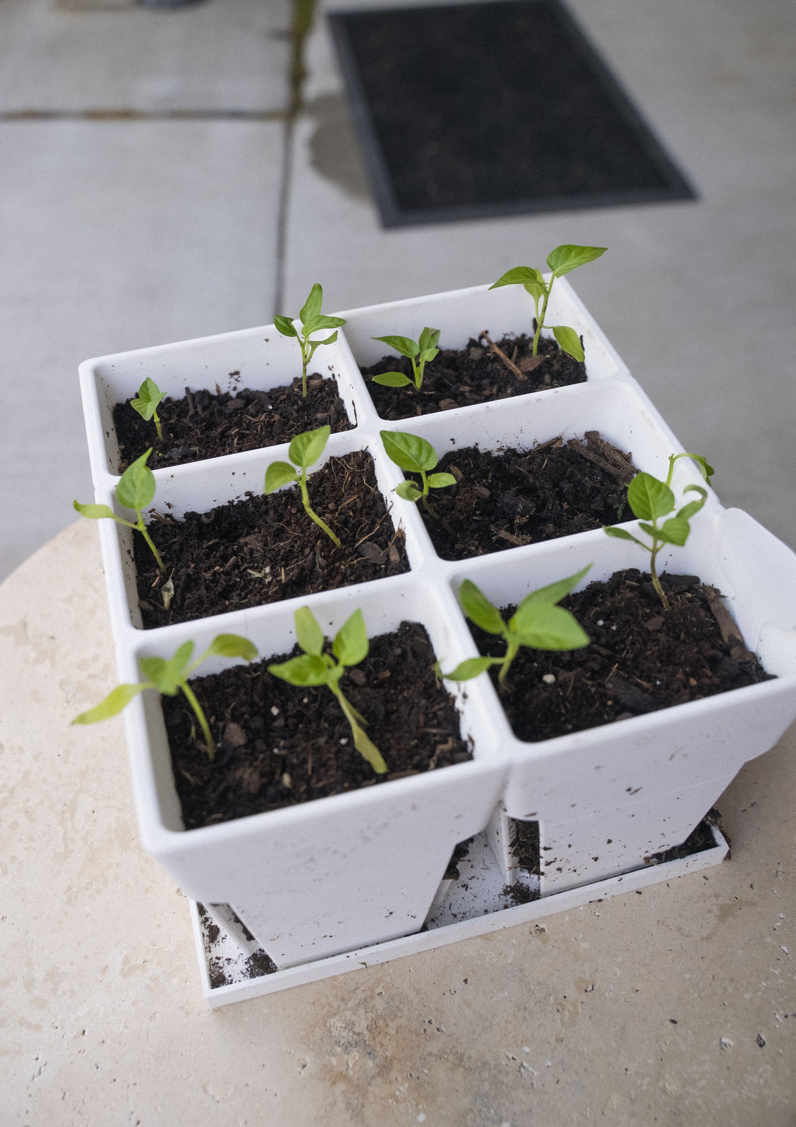 Monitor and Transplant Seedlings to Larger Containers - plant Seedlings care