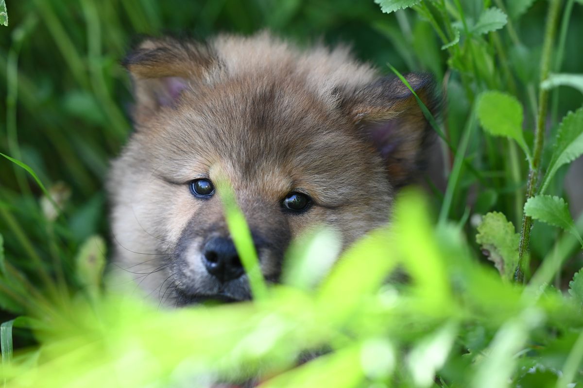Socialiser son chiot : la période clé des 3 premiers mois - L’arrivée du chiot dans son nouveau foyer : premières étapes de la socialisation