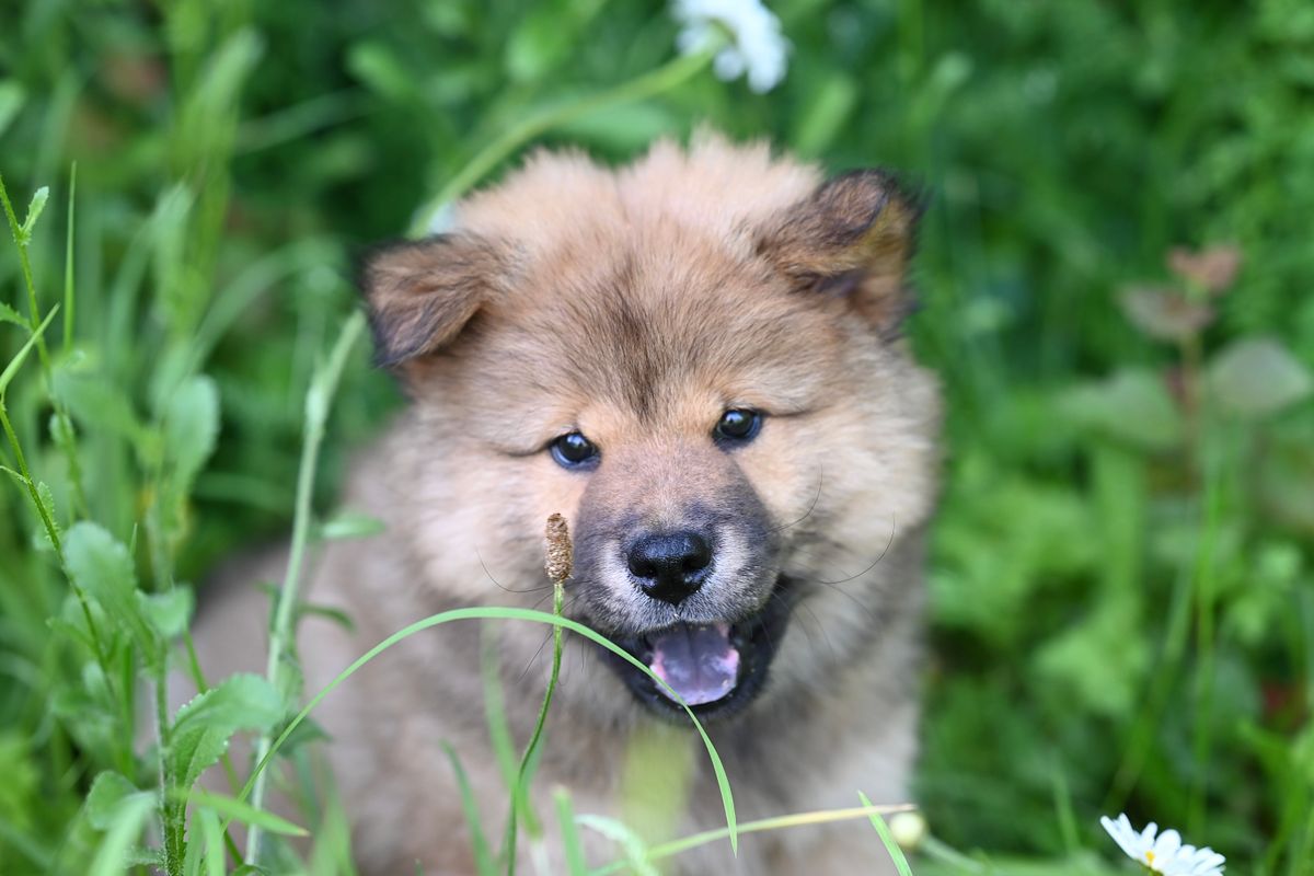 Prénom chien en R : idées et inspirations - Des idées de prénoms femelles en R