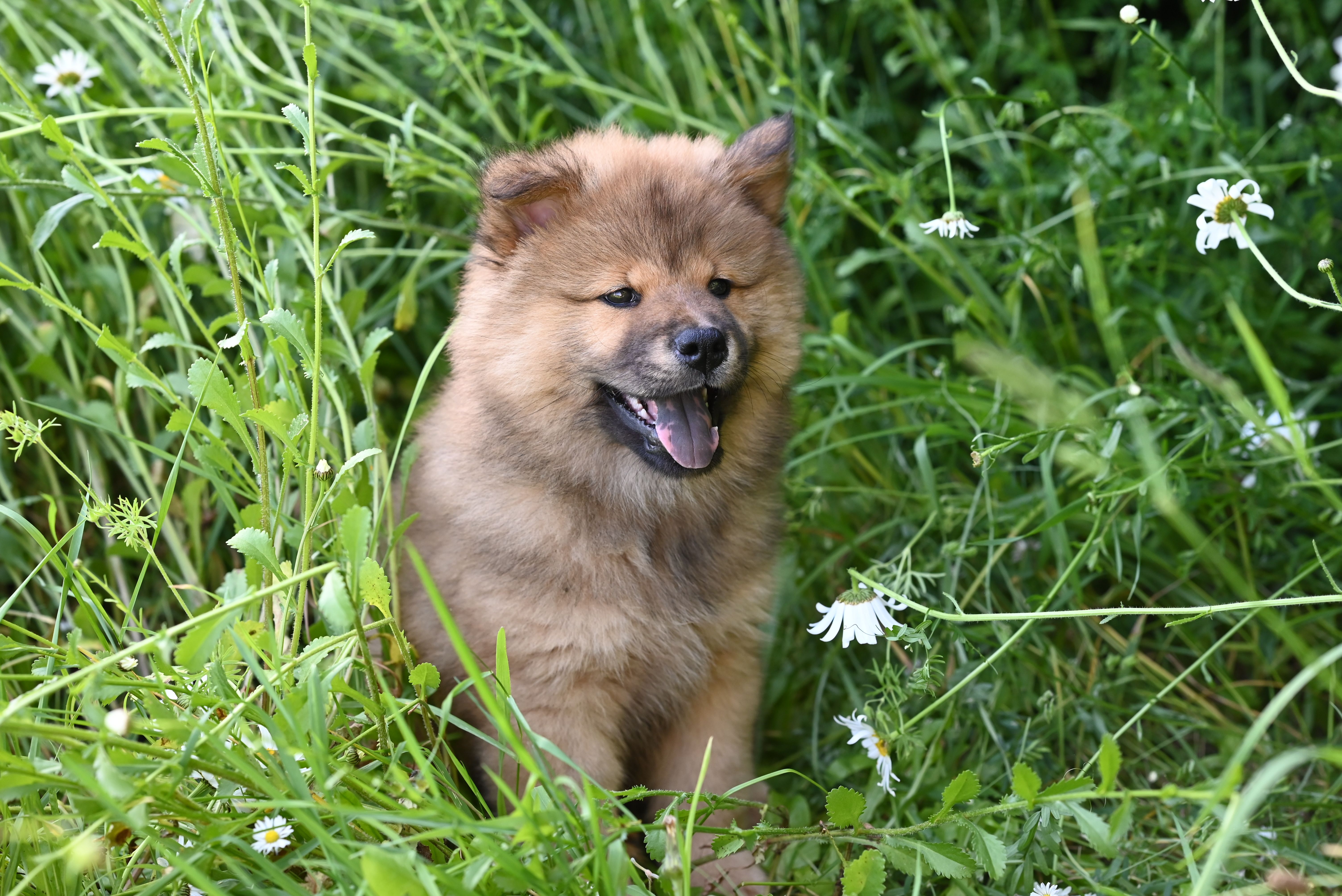 Gezellige buitenruimte voor zomerpret met huisdieren.