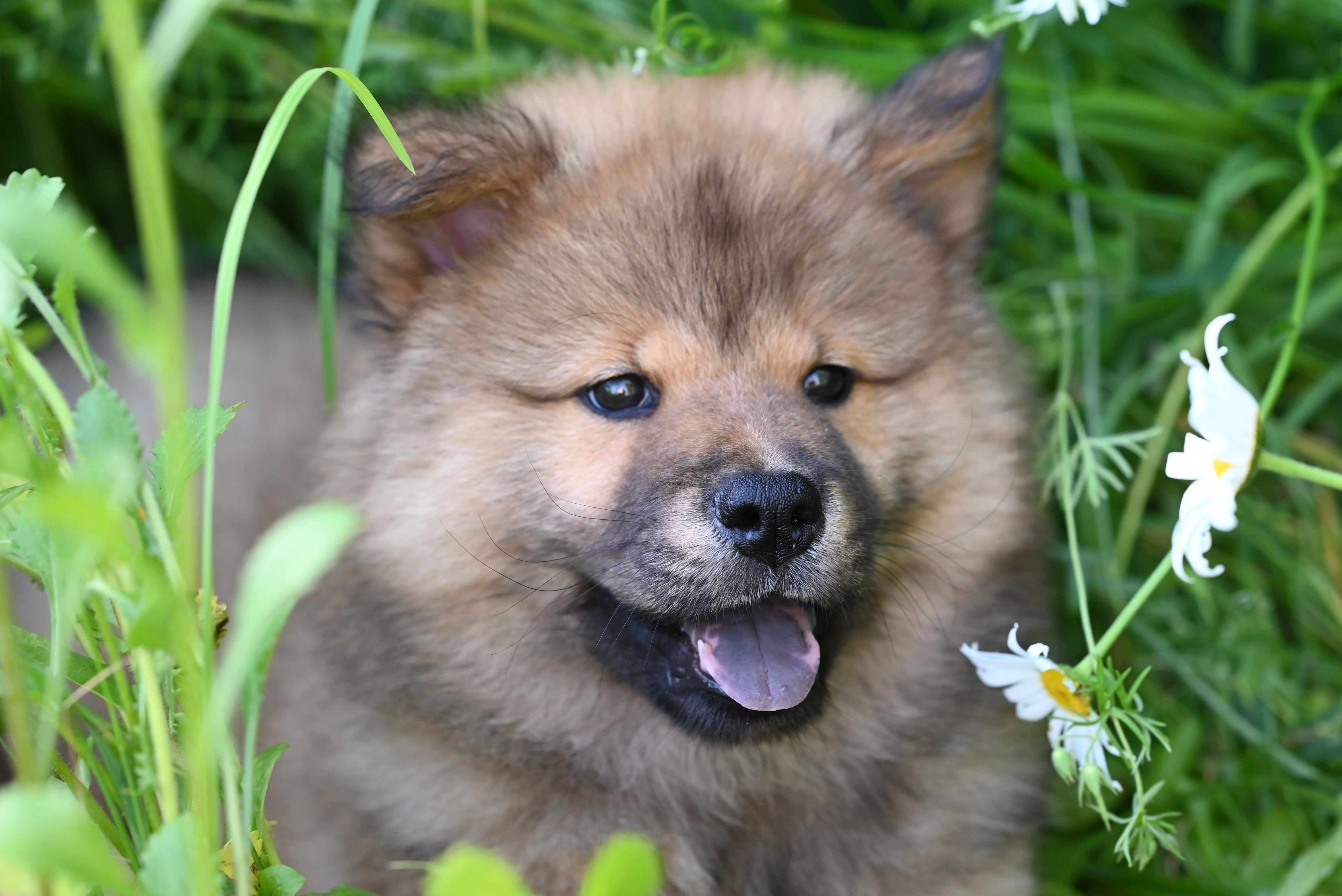 Animale felice in ambiente naturale
