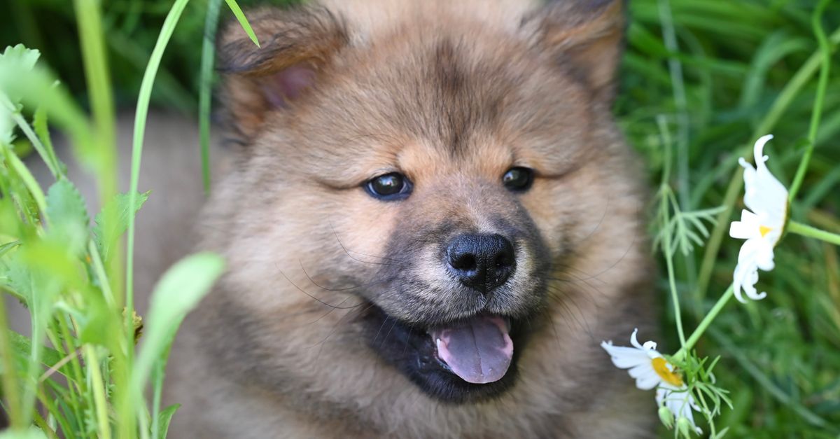 Um filhote peludo sorrindo entre folhagens verdes e flores brancas em um jardim.