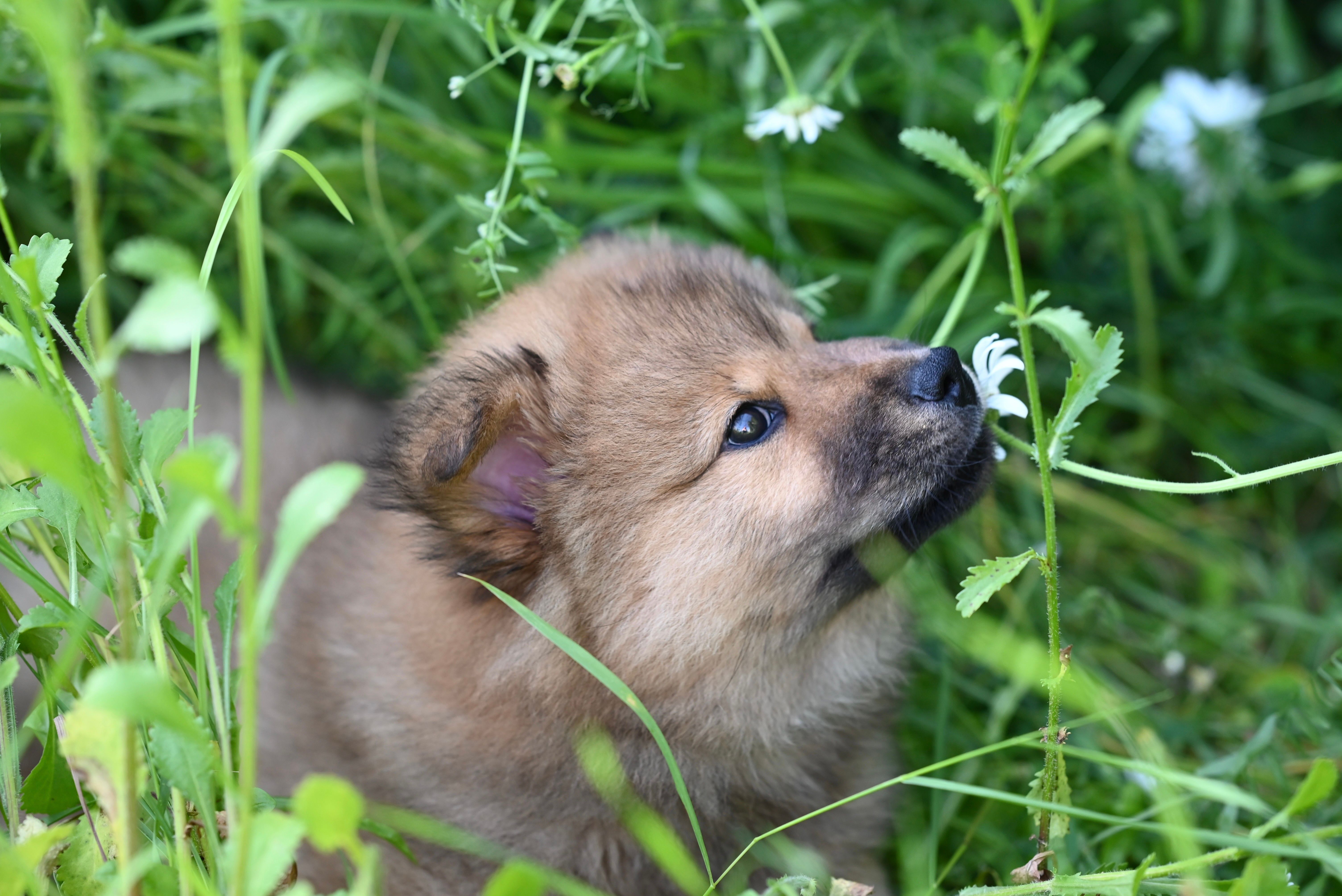 Hund schnüffelt an einer Hand