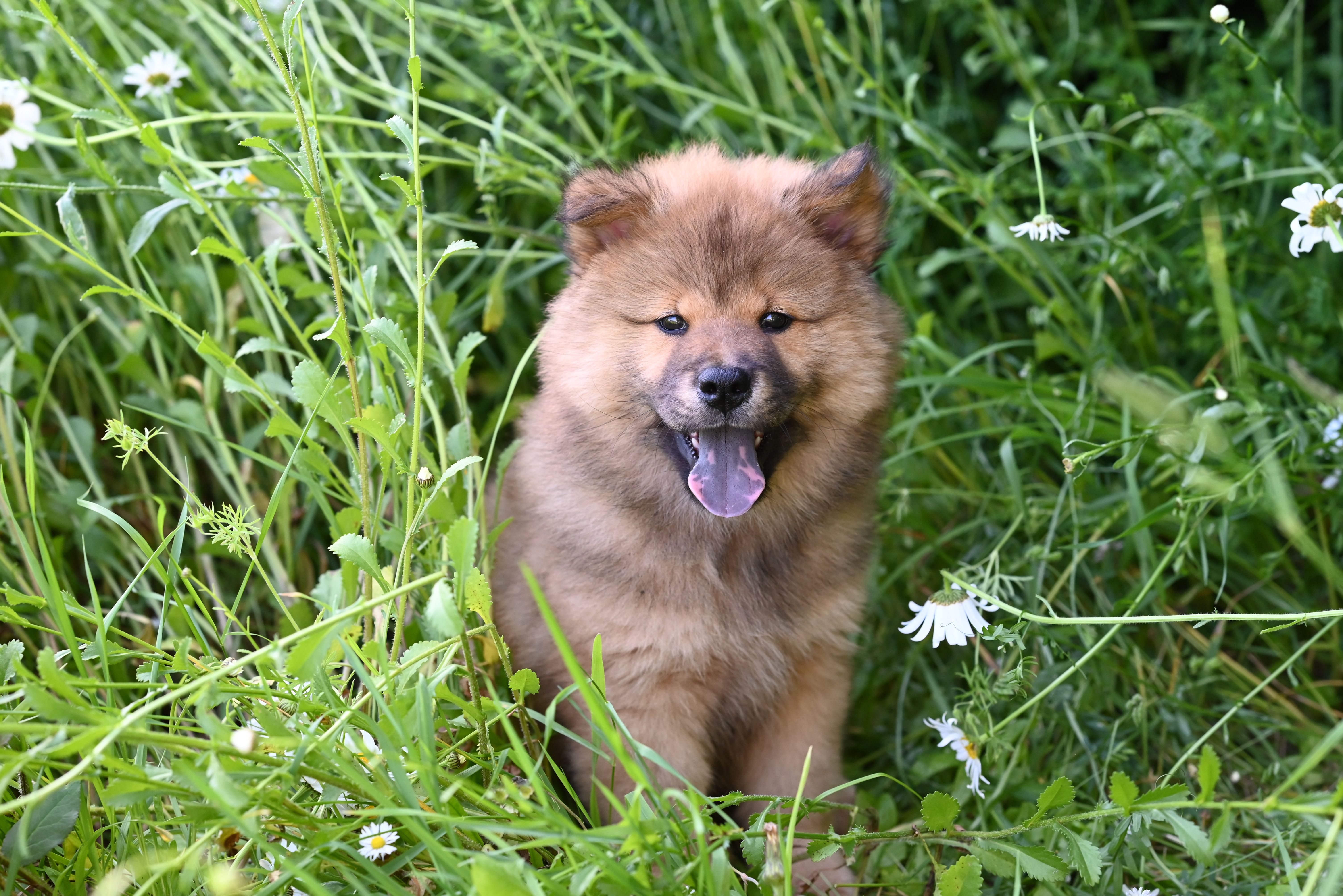 Portrait of a dog at a veterinary clinic