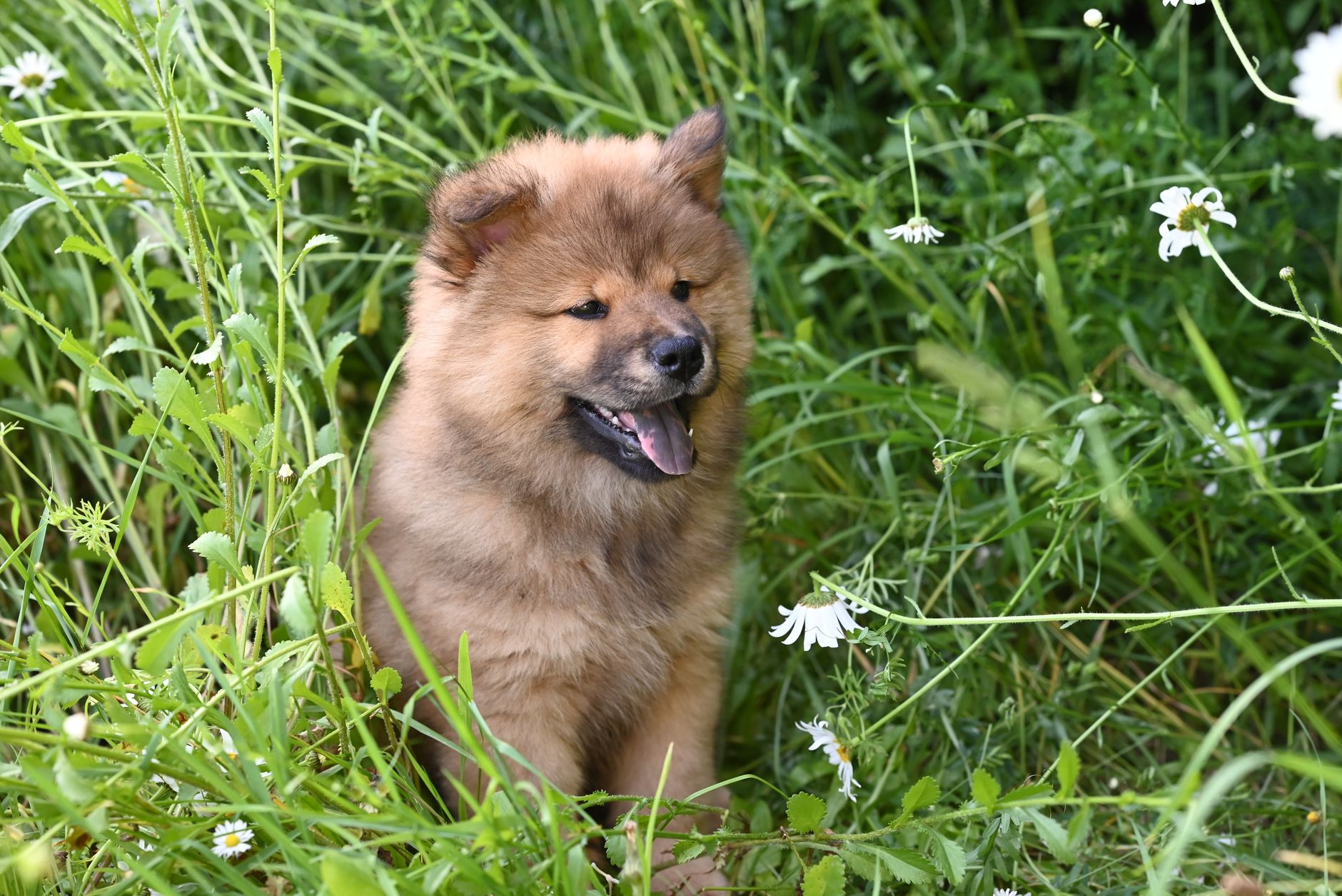 Portrait of a dog at a veterinary clinic