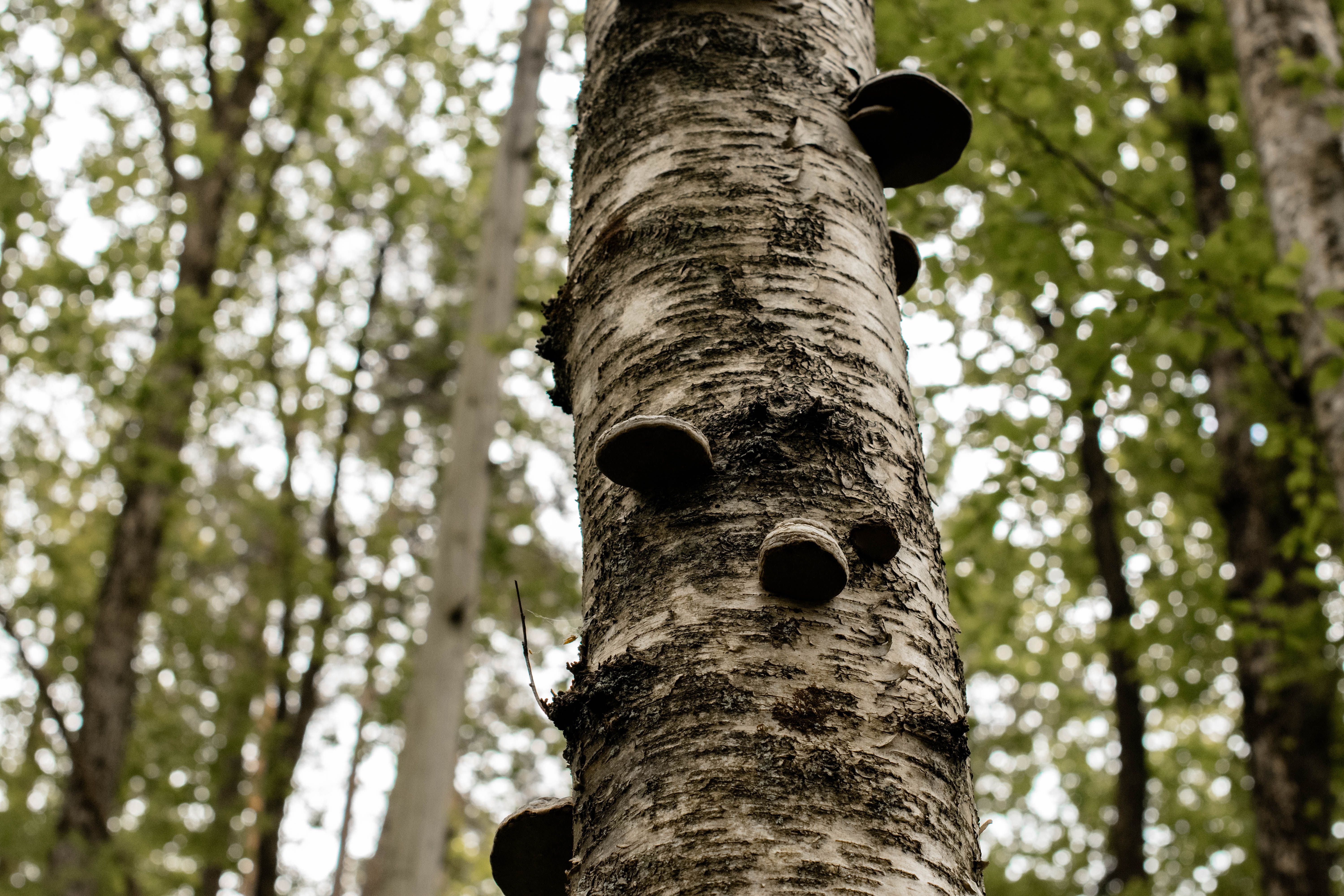 L’Eau de Bouleau, une Sève qui Revitalise
