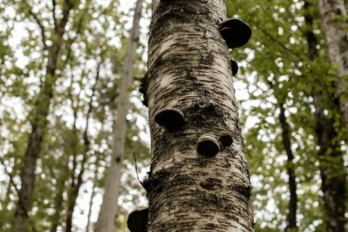 Free Close-up of birch tree with fungi in a lush Norwegian forest, capturing nature's details. Stock Photo