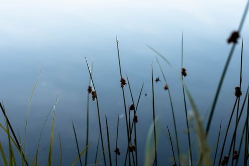 Free Peaceful view of grass and water at a lake in Norway, evoking a calm, natural ambiance. Stock Photo