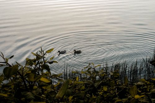 Free Calm lake scene in Norway with two ducks and ripples surrounded by foliage. Stock Photo