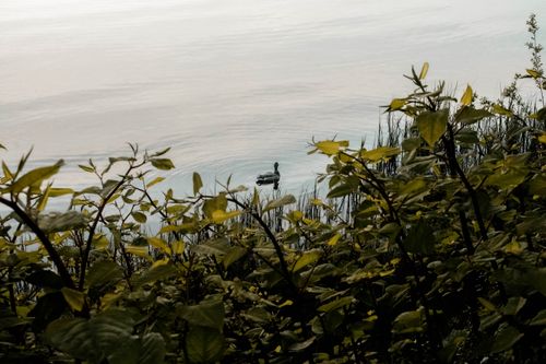 Free Peaceful view of a duck swimming in a lake surrounded by lush greenery in Norway. Stock Photo