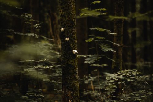 Free Enigmatic moss-covered tree with fungi in a serene forest setting in Agder, Norway. Stock Photo