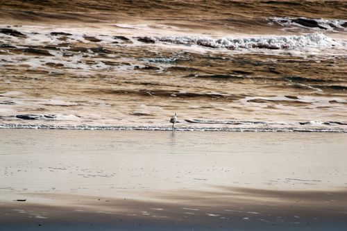 Free A tranquil beach at Guaratuba, Paraná, Brazil featuring a lone bird by the shore. Stock Photo