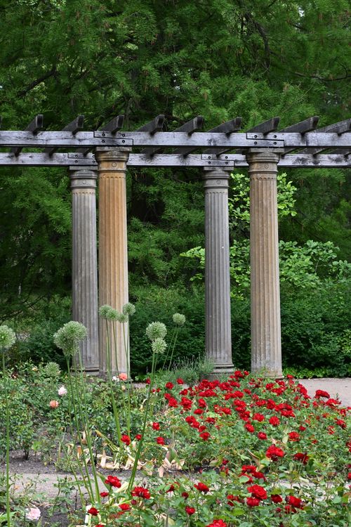 Free Beautiful garden scene featuring classic pergola and vibrant roses. Stock Photo