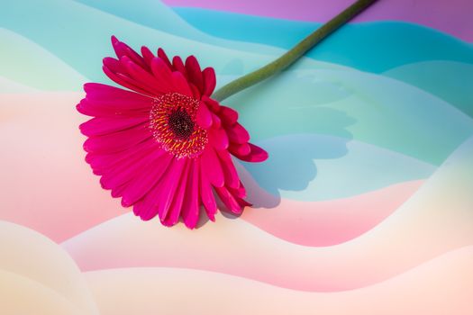 Vibrant pink gerbera daisy lies gracefully on a soft pastel background, casting a gentle shadow.