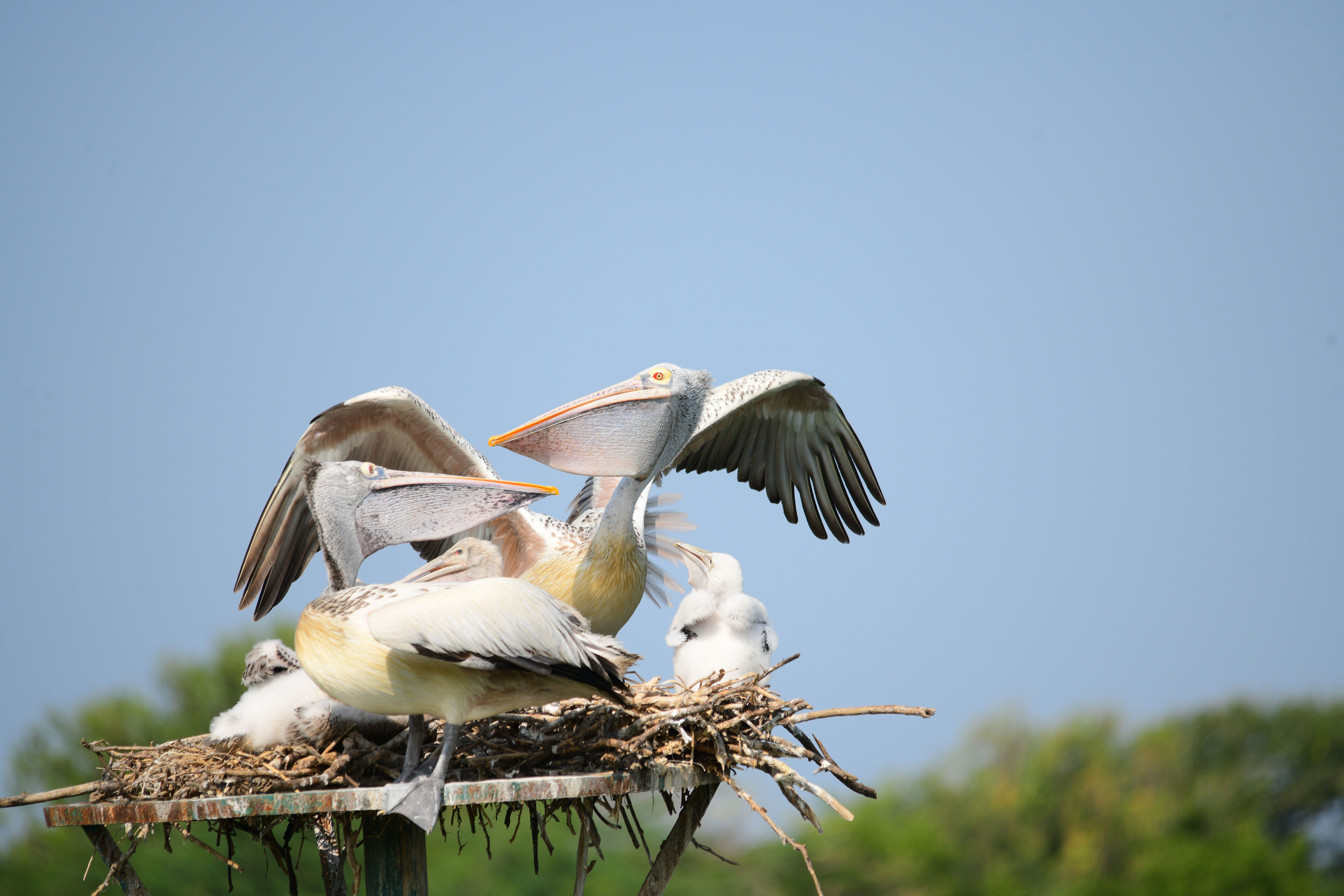 Brown Pelican Sightings Increase in Metro Vancouver Amid Marine Heat Wave