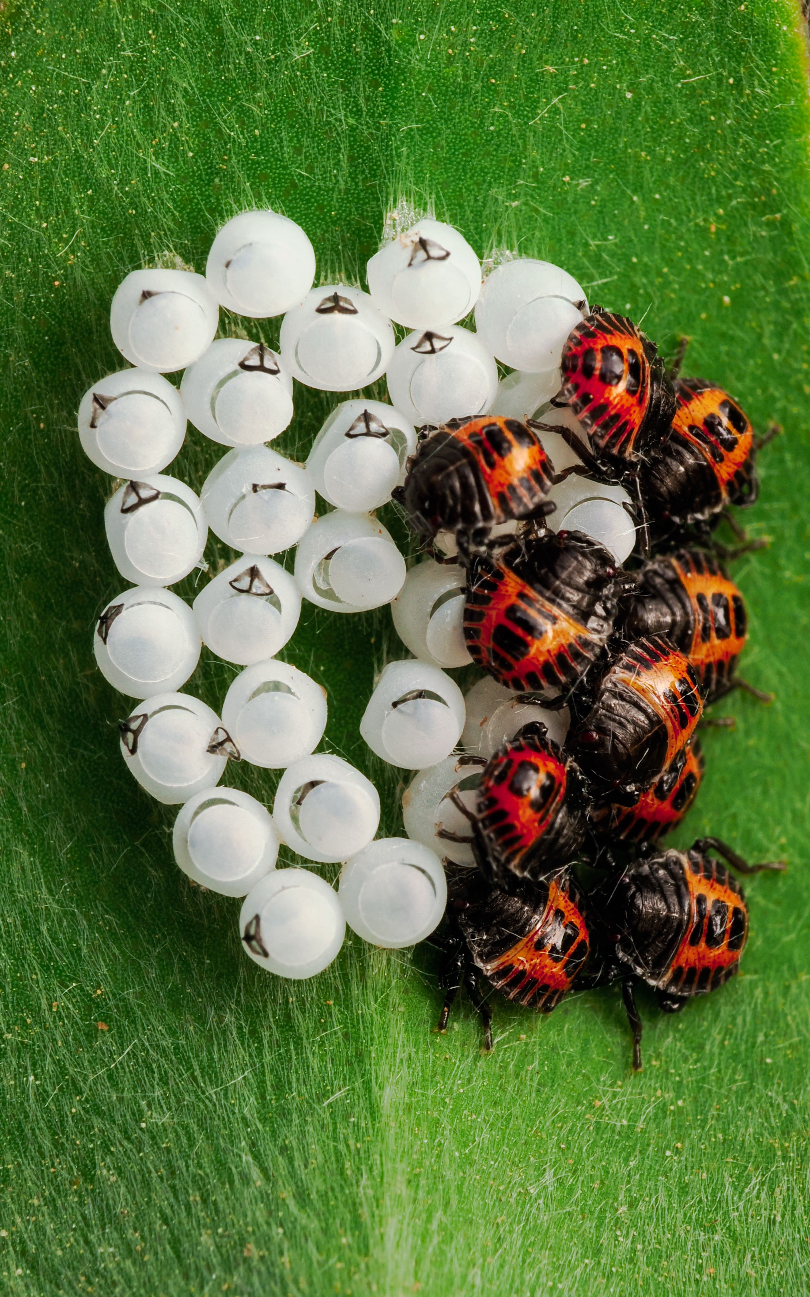 Macro photo of ladybug larvae and eggs clustered on a green leaf.