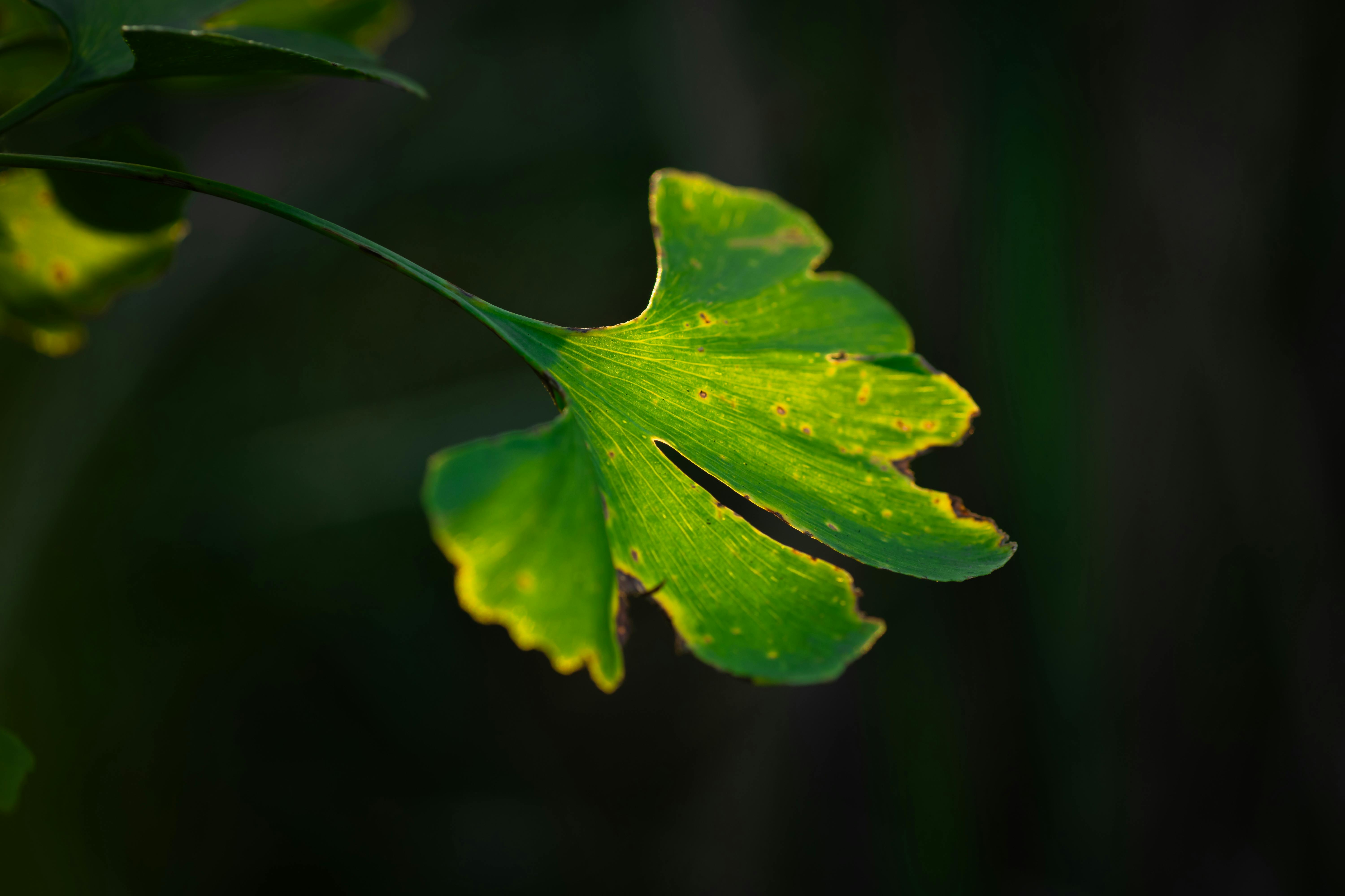 Macro shot of a Ginkgo biloba leaf illuminated by soft, warm backlighting.