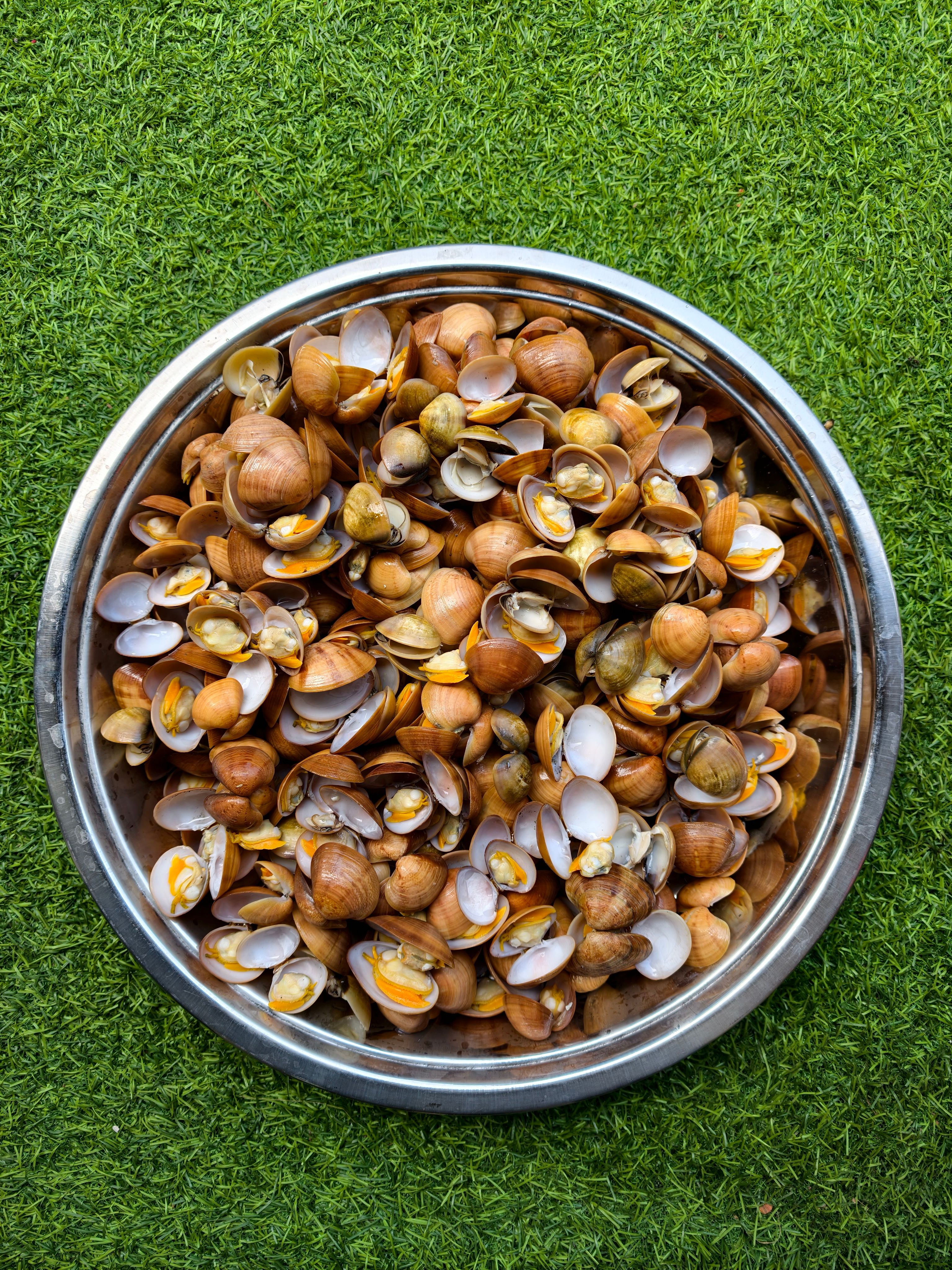 A bowl of fresh clams placed on green grass, viewed from above, showcasing seafood abundance.