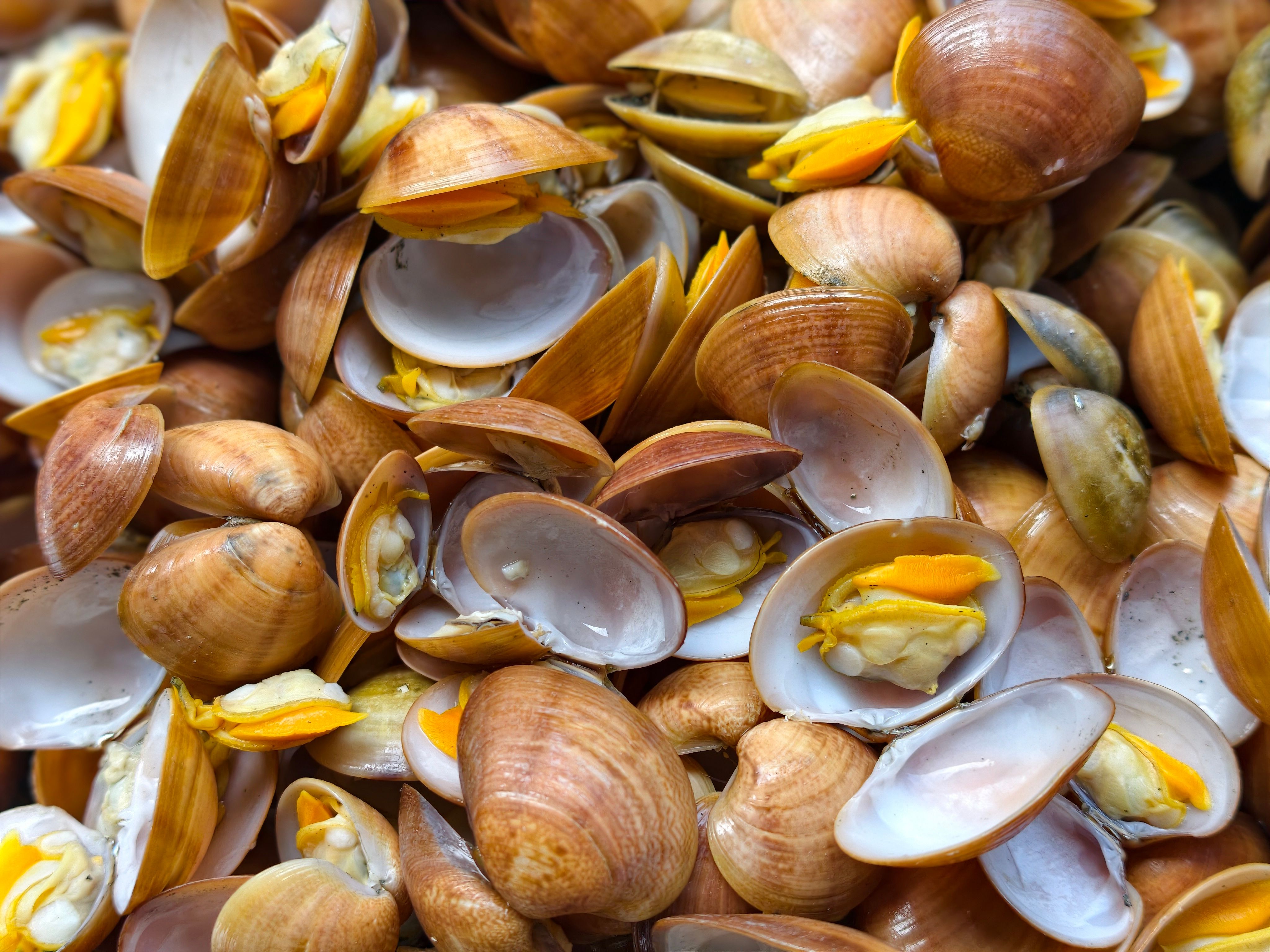 A vibrant close-up image of freshly steamed clams with shells, showing intricate textures.