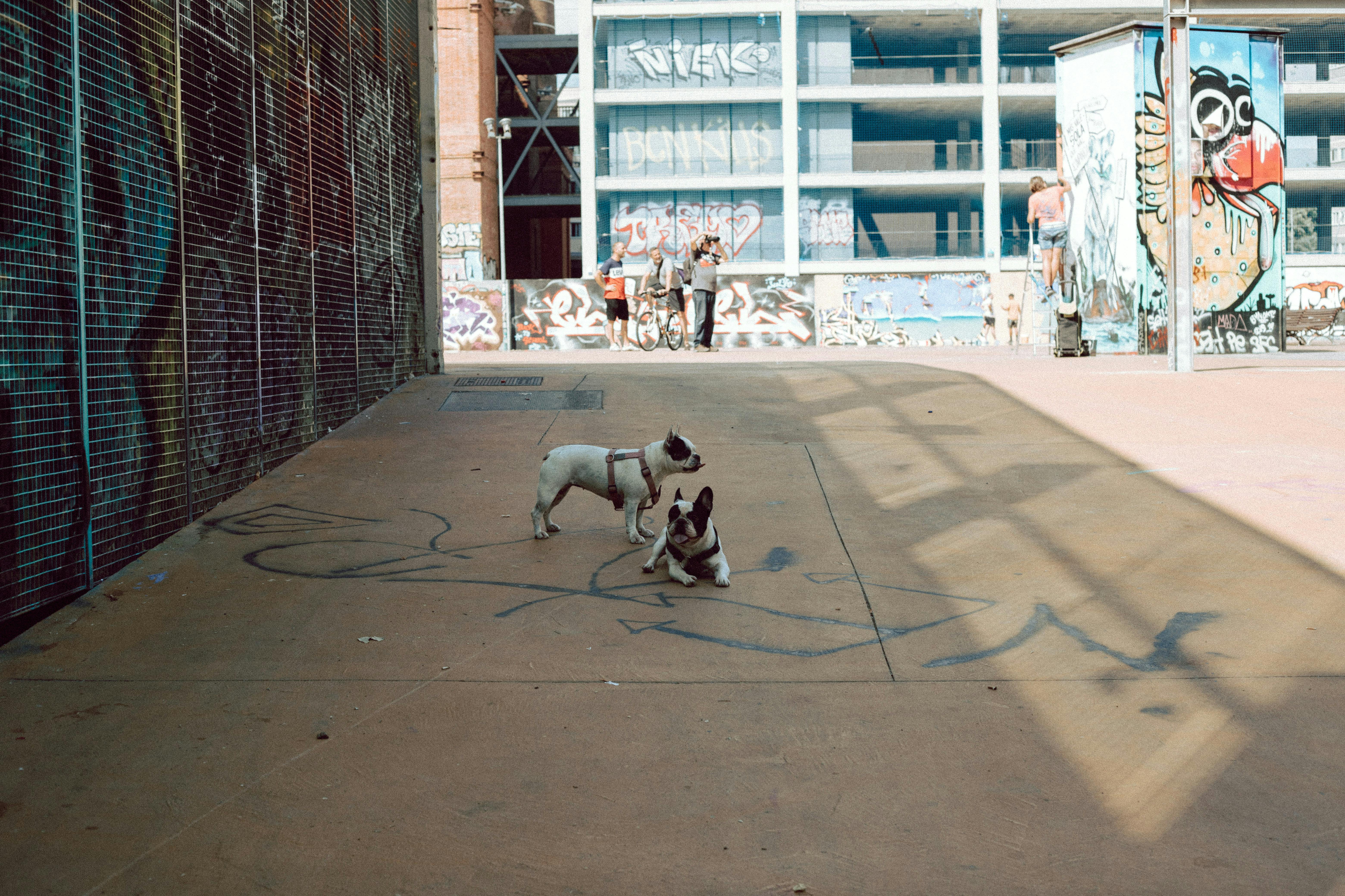 Two French Bulldogs in a vibrant graffiti setting in Barcelona street.