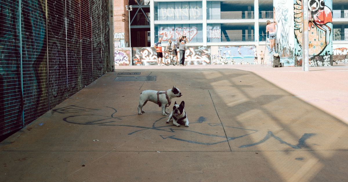 10 Tips for Creating a Pet-Friendly Outdoor Space