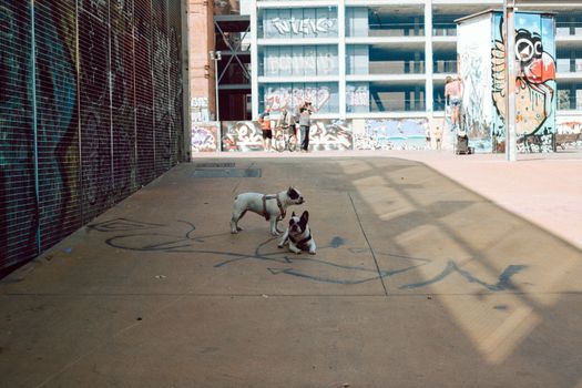 barcelona rambla dog