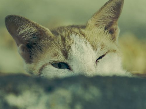 Free A curious cat peering over a wall in Makkah, Saudi Arabia. Captured in a candid moment outdoors. Stock Photo