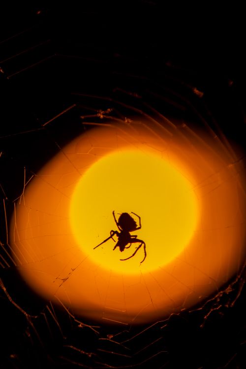 Free A spider on its web with the silhouette against a vibrant, glowing sun. Stock Photo