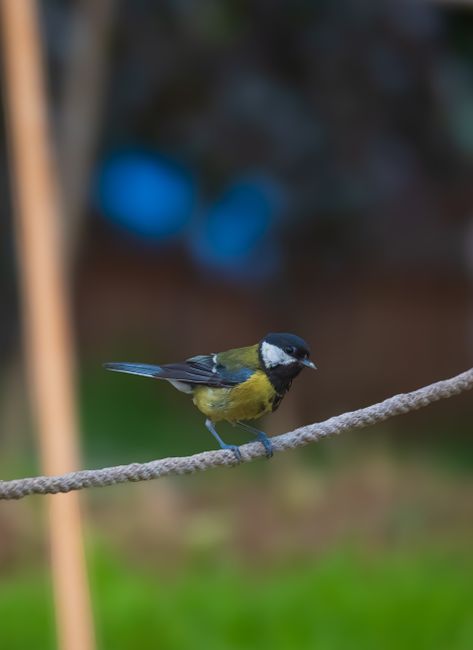Fotomural Un primer plano vívido de un carbonero común europeo (Parus major) posado en un entorno natural.