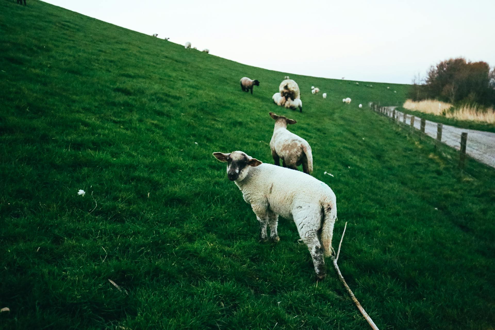 Herd of Sheep on Green Grass Field