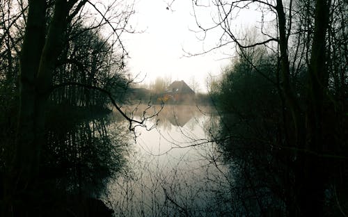 Waterlichaam Tussen Bomen