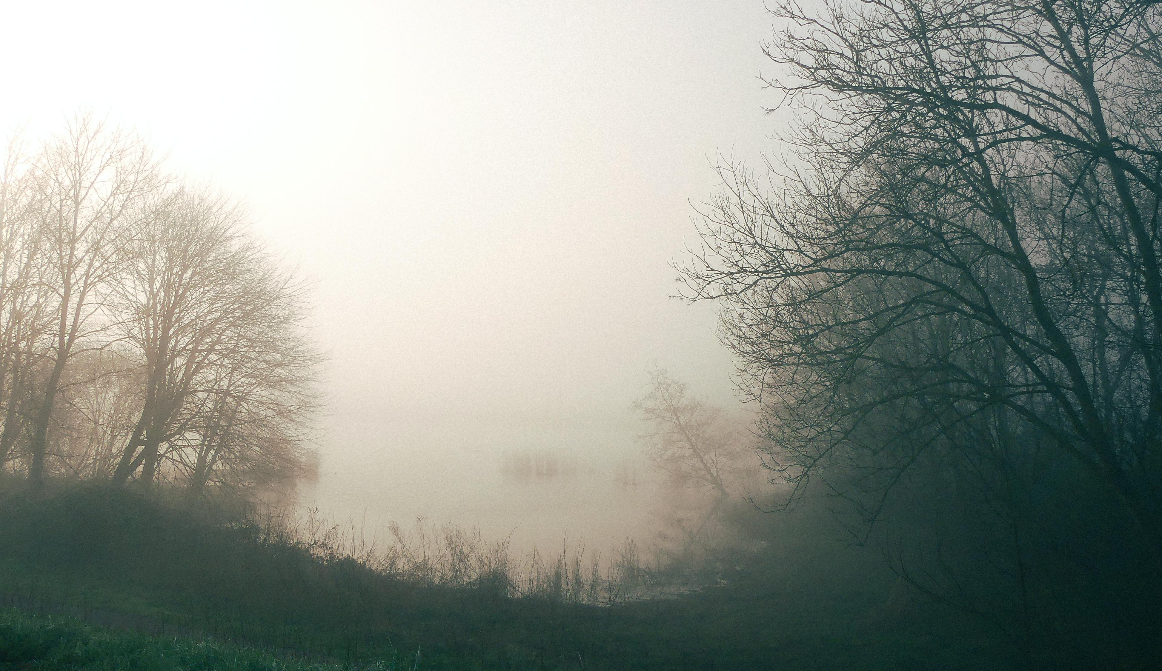 湖畔笼罩着浓雾，树木的剪影在宁静的风景中若隐若现