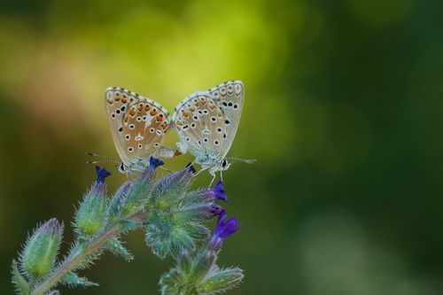 Free Close-up of two Polyommatus icarus butterflies perched on a lavender flower in natural light. Stock Photo