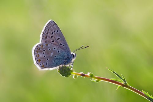 Free Delicate butterfly perched on a slender stem with soft green background, emphasizing nature's beauty. Stock Photo