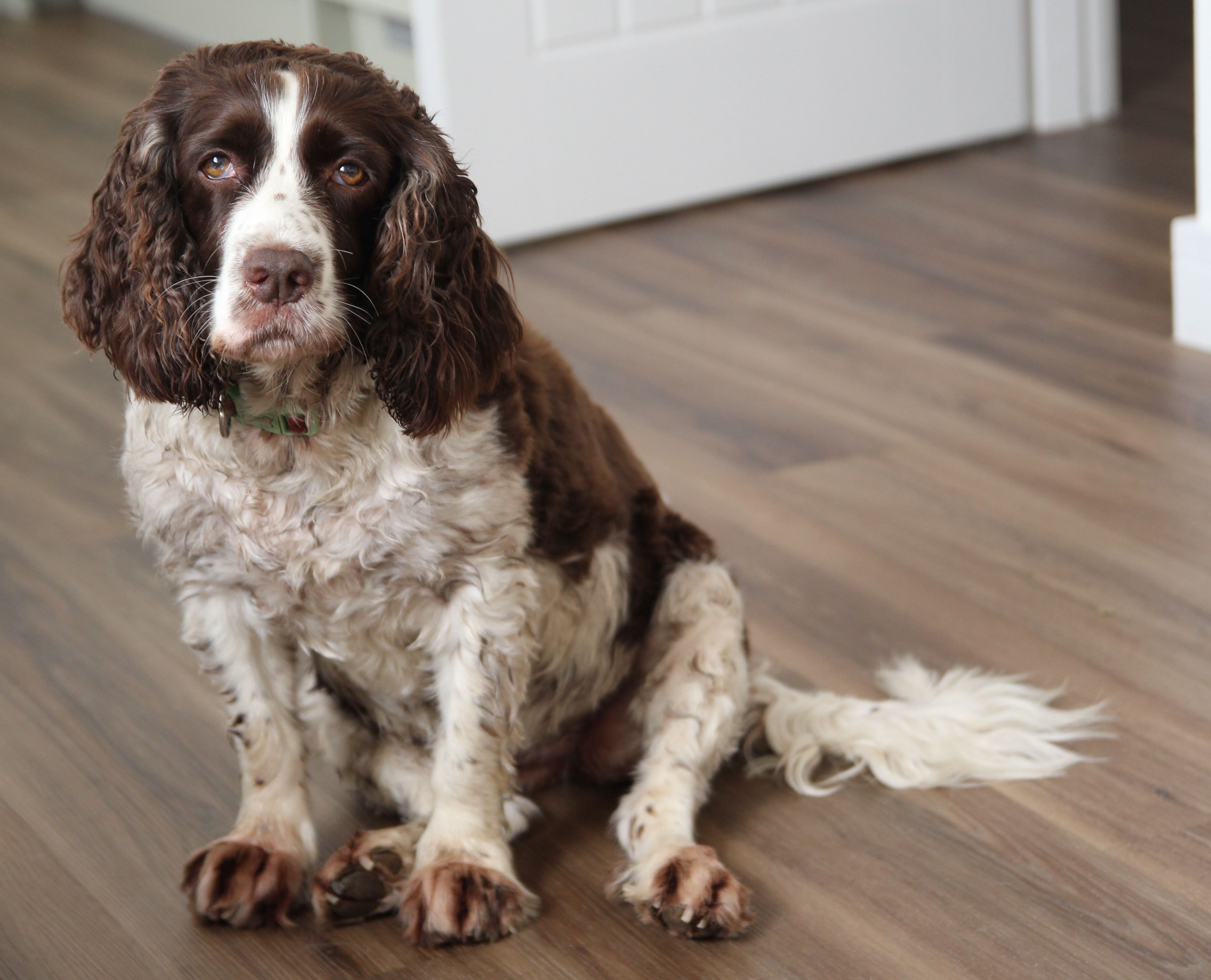 English Springer Spaniel